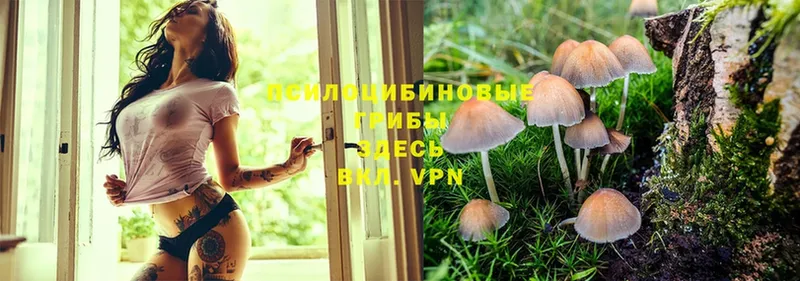 купить наркотики цена  Бавлы  Галлюциногенные грибы Magic Shrooms 